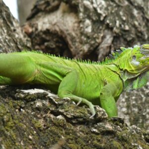 Iguane _Beyond the beach