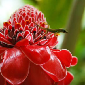 Jardin de Balata - Beyondthebeach.fr