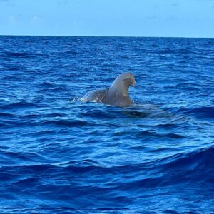 Journée bateau à la rencontre des dauphins et des tortues www.beyondthebeach (1)