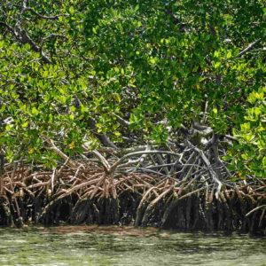 mangrove tour