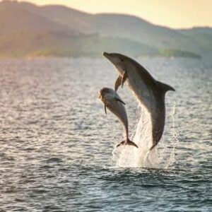 Half day boat tour to meet dolphins