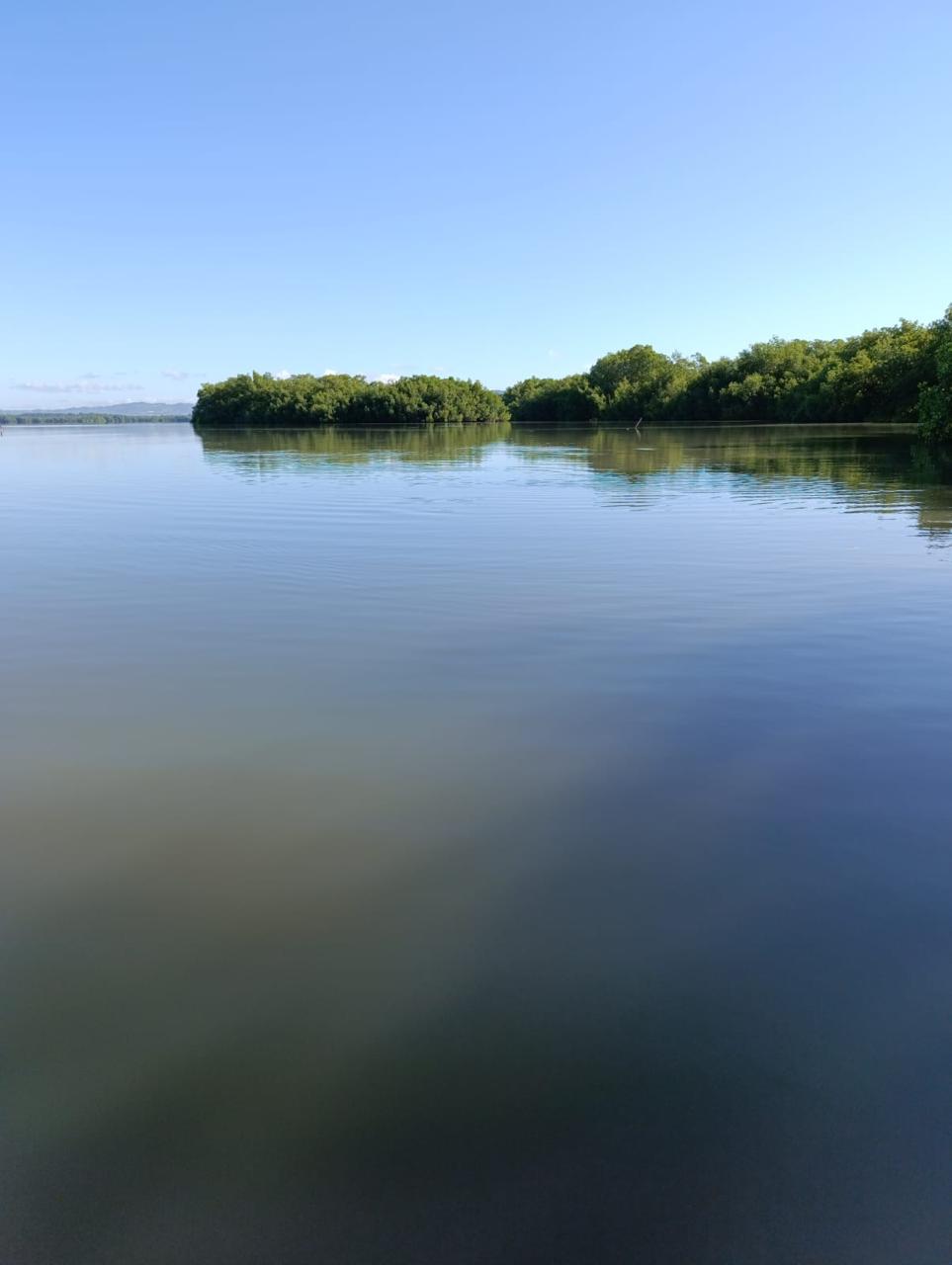 Kayak in the Mangrove of Trois-Îlets Martinique at Your Own Pace - Image 7