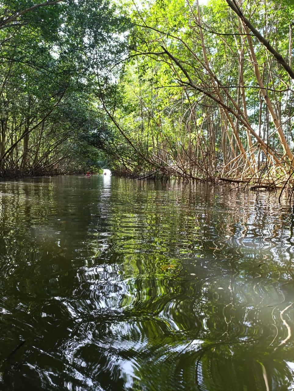 Kayak in the Mangrove of Trois-Îlets Martinique at Your Own Pace - Image 9