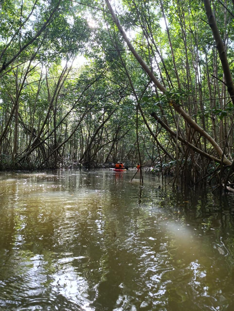 Kayak in the Mangrove of Trois-Îlets Martinique at Your Own Pace - Image 10