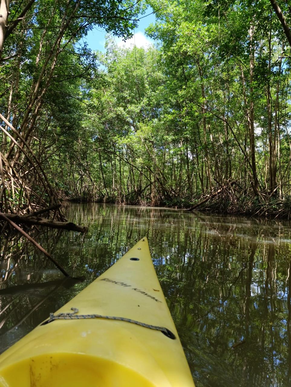 Kayak in the Mangrove of Trois-Îlets Martinique at Your Own Pace - Image 12