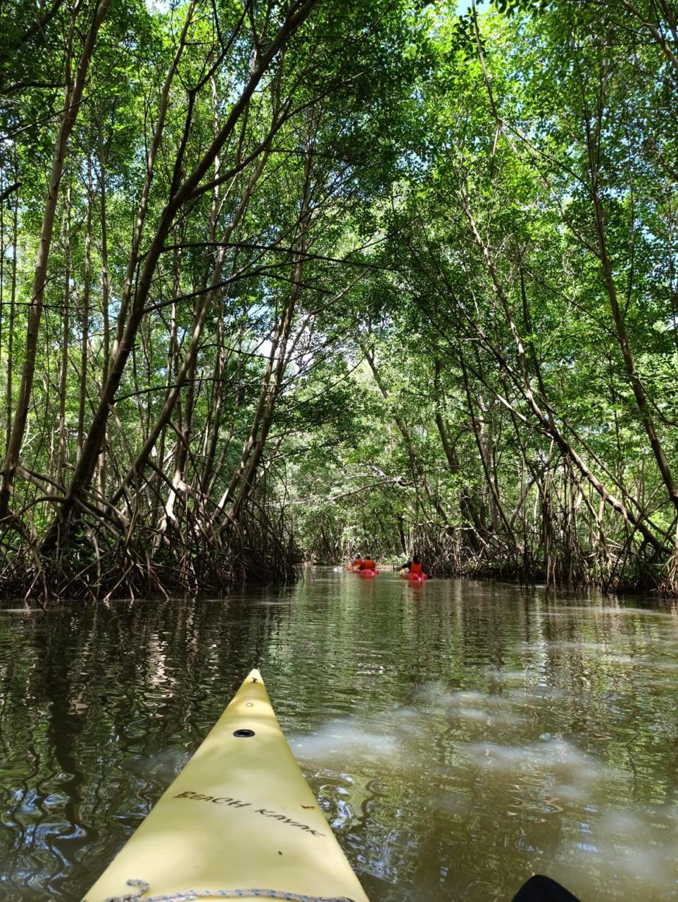 Kayak in the Mangrove of Trois-Îlets Martinique at Your Own Pace - Image 13