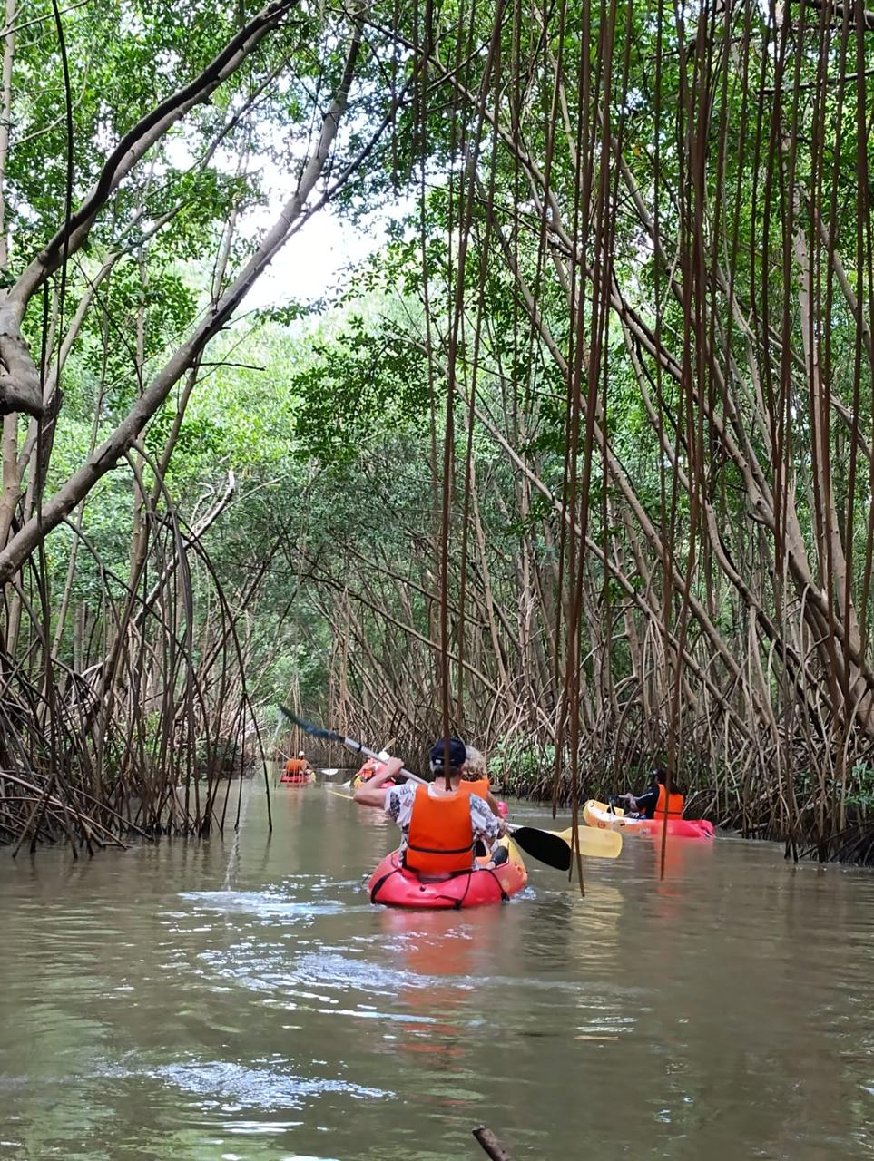 Kayak in the Mangrove of Trois-Îlets Martinique at Your Own Pace - Image 14