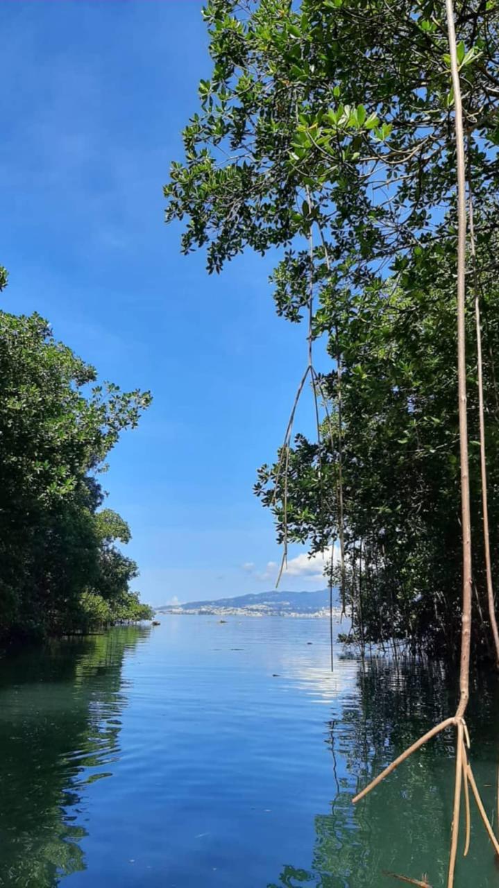 Kayak in the Mangrove of Trois-Îlets Martinique at Your Own Pace - Image 2