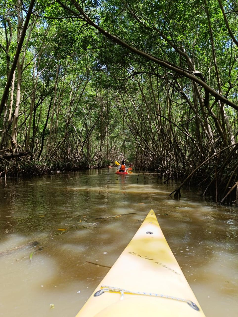 Kayak in the Mangrove of Trois-Îlets Martinique at Your Own Pace - Image 4